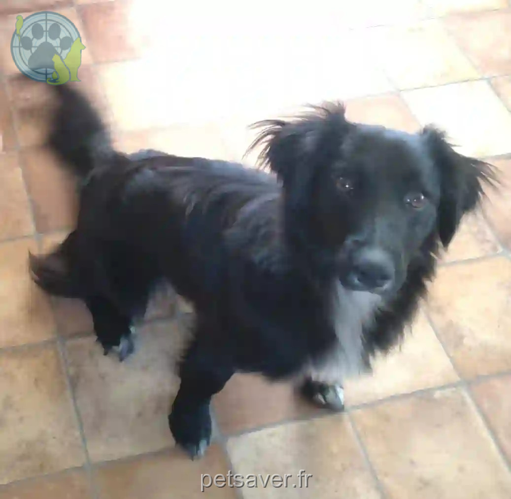 Chienne Perdue 33 Gironde - Couine Chienne Perdue 33 Gironde - Couine