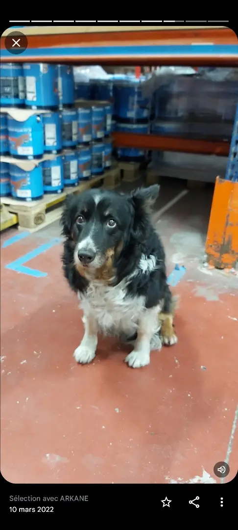 Chienne Perdue 33 Gironde Chienne Perdue 33 Gironde