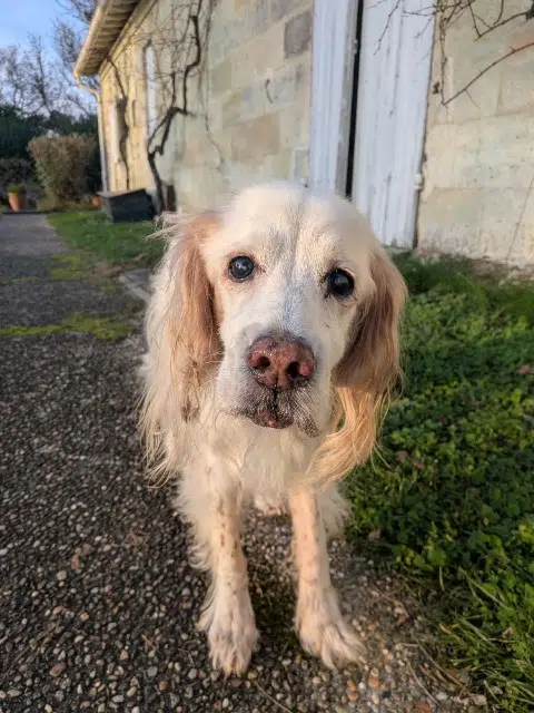 chienne lost   33370 Fargues-Saint-Hilaire Daisy