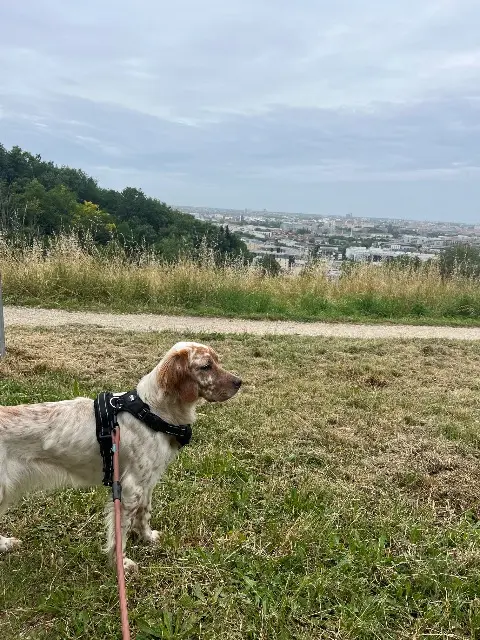 chienne lost   33150 Cenon Doly