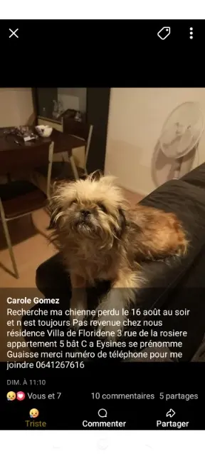 chienne lost   33320 Eysines Guaisse