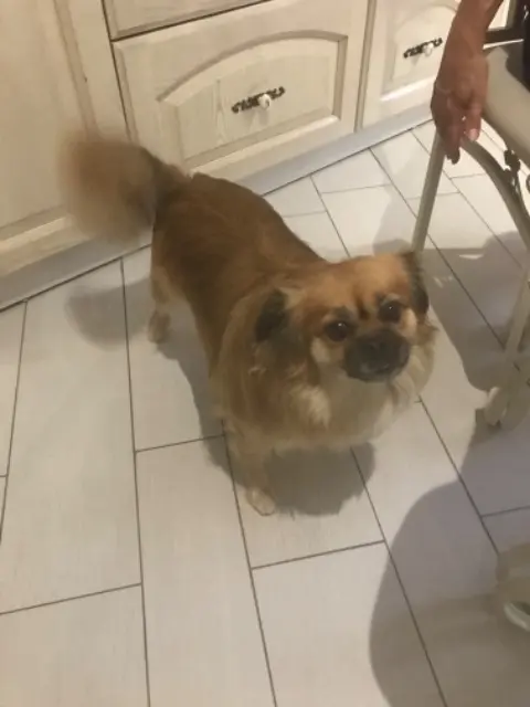 chienne lost   33410 Rions Inconnu