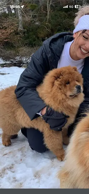 chienne lost   33140 Villenave-d'Ornon Isis