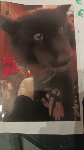 chienne lost   33600 Pessac Jade