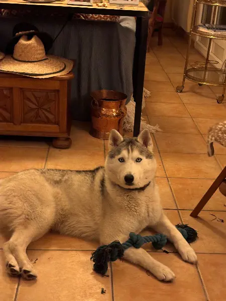 Chienne Perdue 33 Gironde Chienne Perdue 33 Gironde