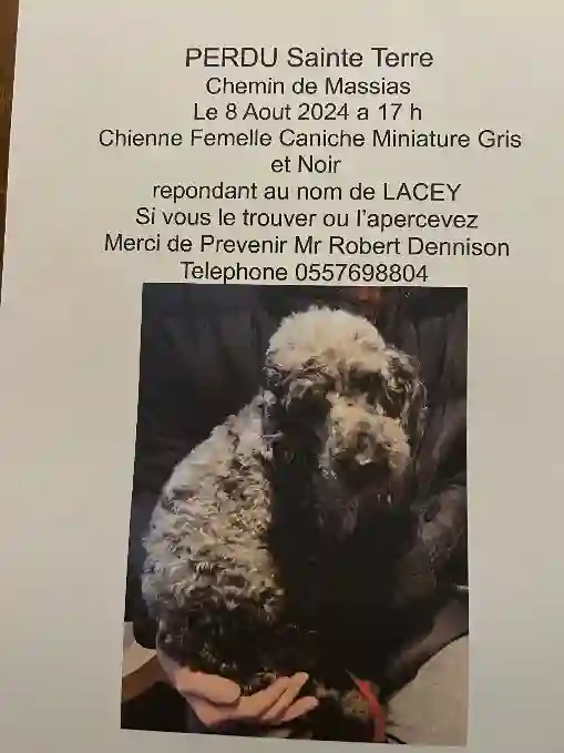 Chienne Perdue 33 Gironde - Lacey Chienne Perdue 33 Gironde - Lacey
