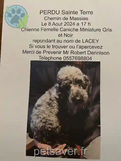 Chienne Perdue 33 Gironde - Lacey Chienne Perdue 33 Gironde - Lacey