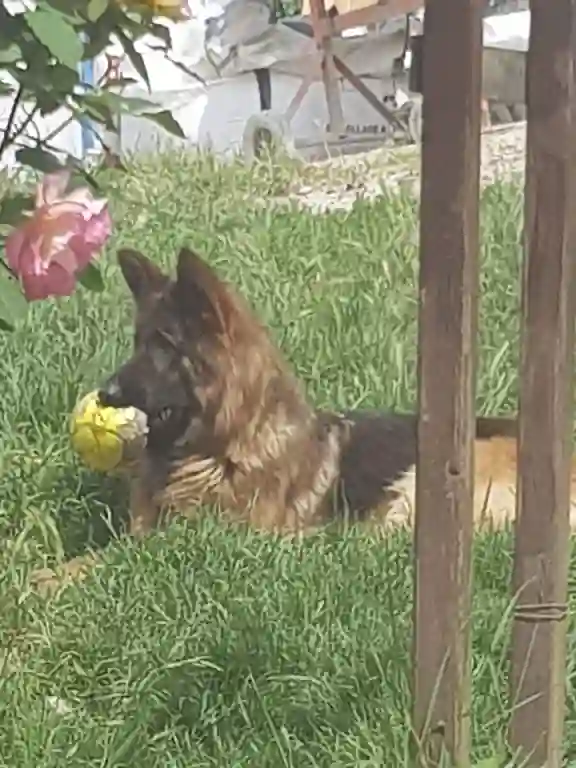 Chienne Perdue 33 Gironde - Lokka Chienne Perdue 33 Gironde - Lokka