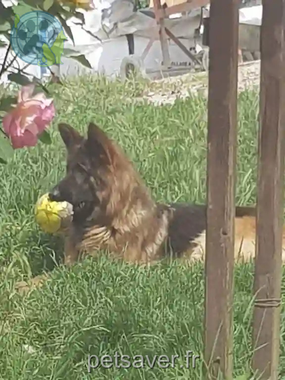 Chienne Perdue 33 Gironde - Lokka Chienne Perdue 33 Gironde - Lokka