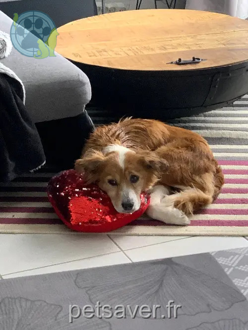 Chienne Perdue 33 Gironde - Lolita Chienne Perdue 33 Gironde - Lolita