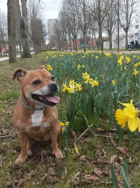 chienne lost   33400 Talence Lylou