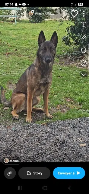 chienne lost   33160 Saint-Médard-en-Jalles Maya