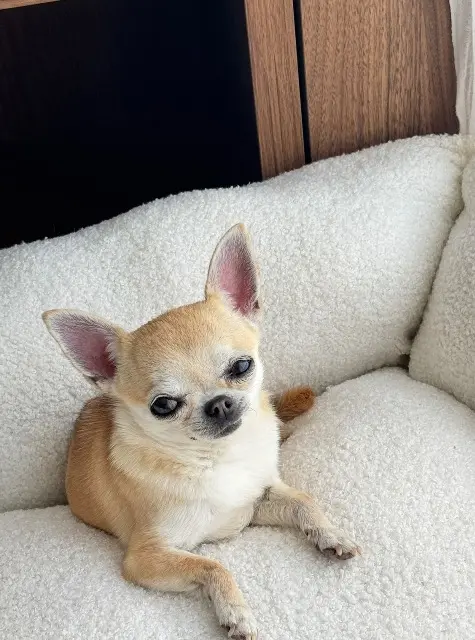 chienne lost   33140 Villenave-d'Ornon Melusine