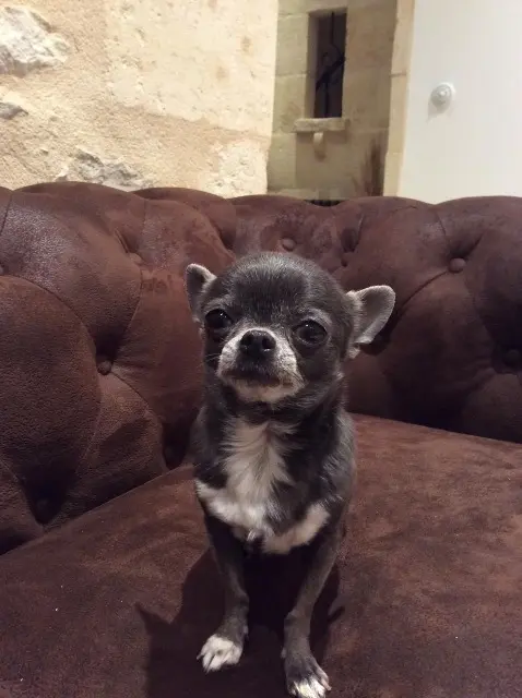 chienne lost   33290 Parempuyre Mieko