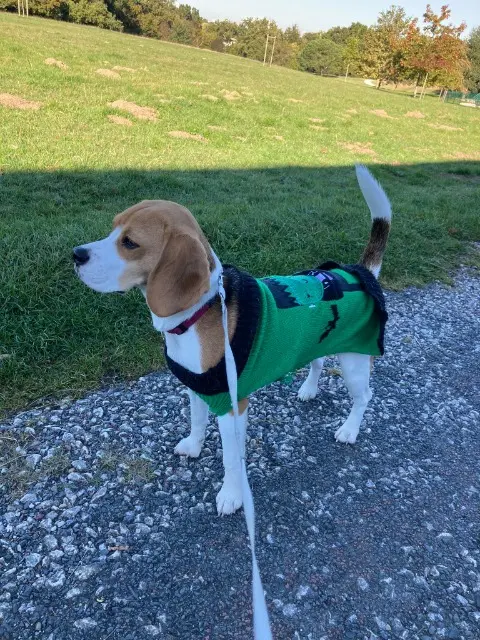 chienne lost   33160 Saint-Médard-en-Jalles Molly