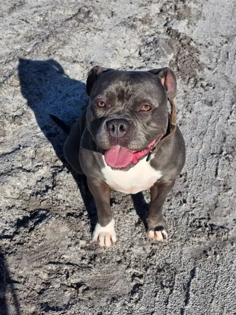 chienne lost   33830 Belin-Béliet Nala