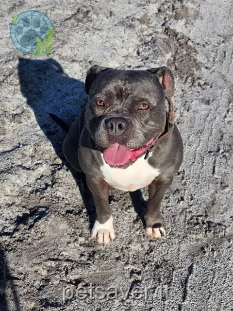 dog lost 33830 Belin-Béliet Nala dog lost 33830 Belin-Béliet Nala
