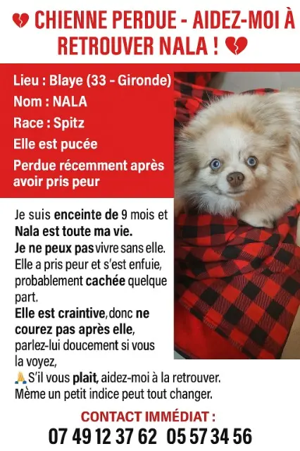 chienne lost   33390 Blaye Nala