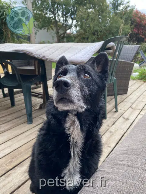chienne lost   33980 Audenge Nashka