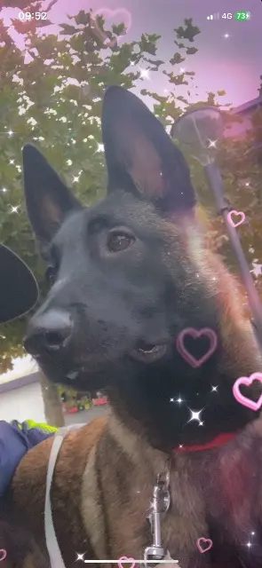 chienne lost   33440 Ambarès-et-Lagrave Naya