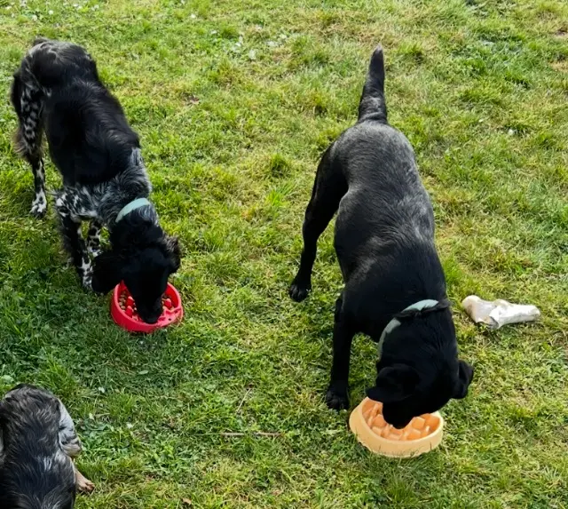 chienne lost   33910 Saint-Denis-de-Pile Ohia