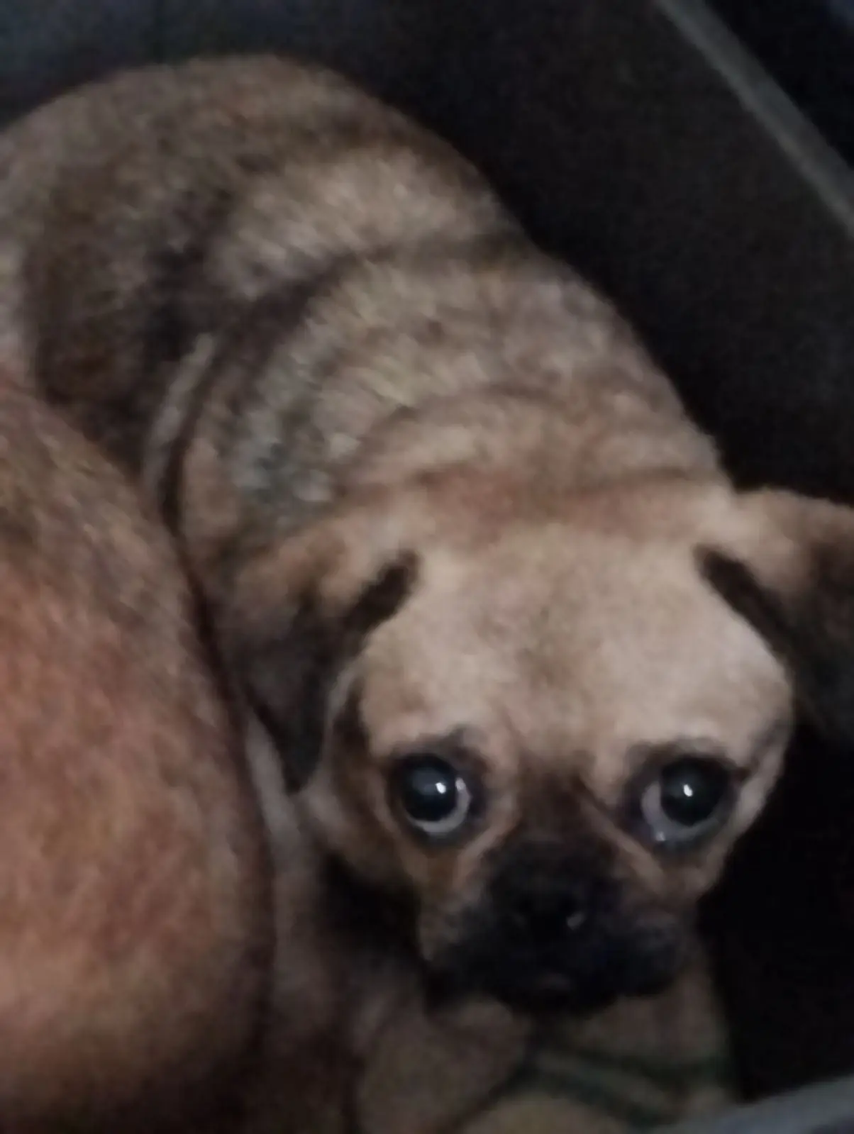 Chienne Perdue 33 Gironde - Olympe Chienne Perdue 33 Gironde - Olympe