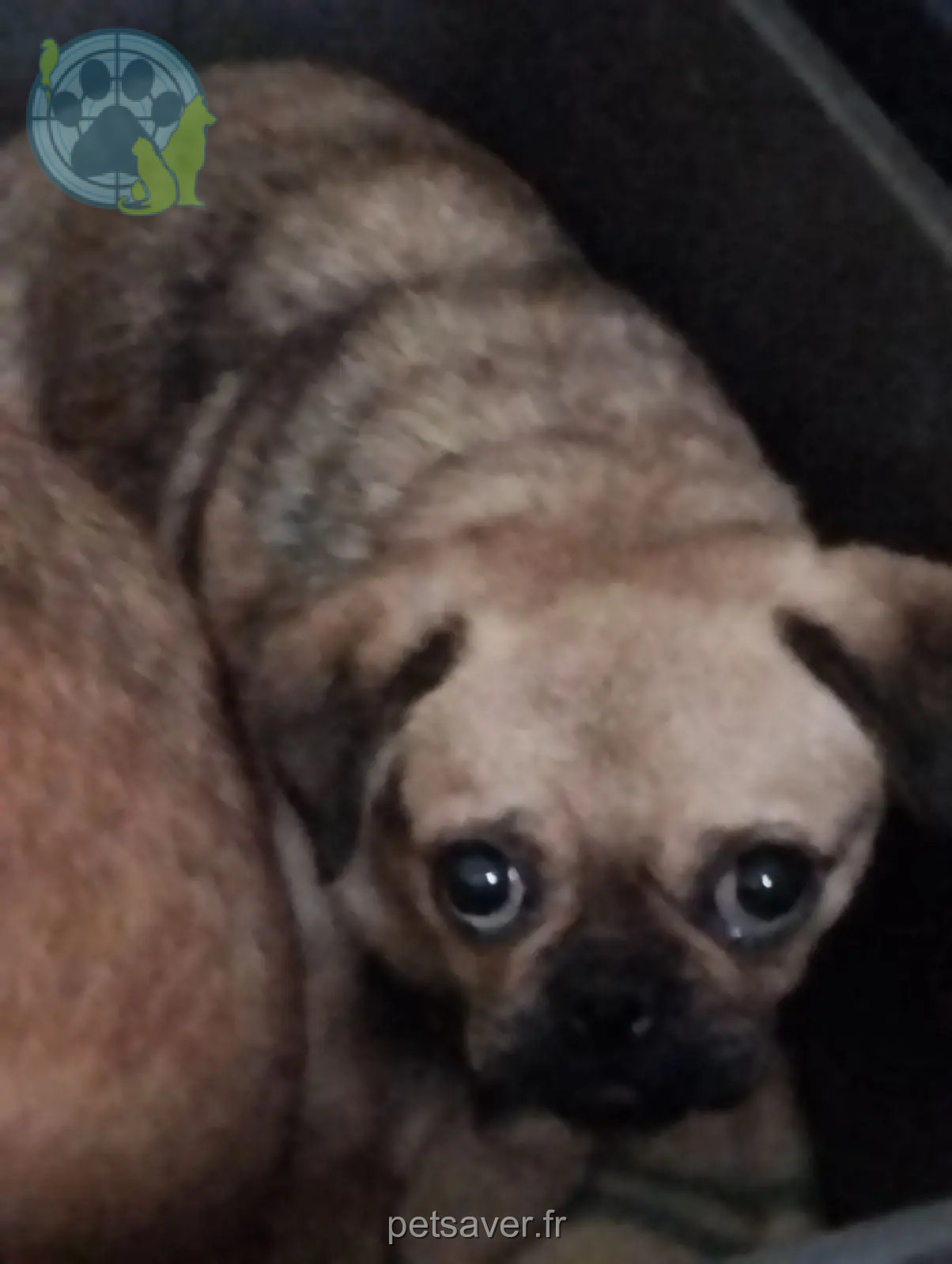 Chienne Perdue 33 Gironde - Olympe Chienne Perdue 33 Gironde - Olympe