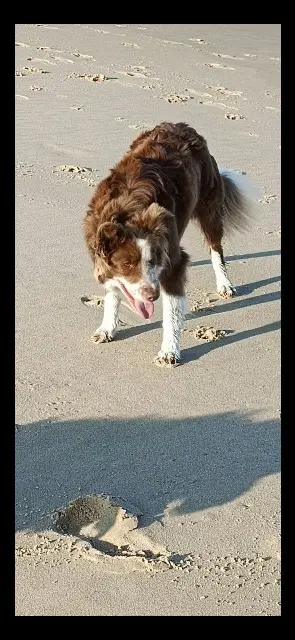 chienne lost   33460 Lamarque PIANA