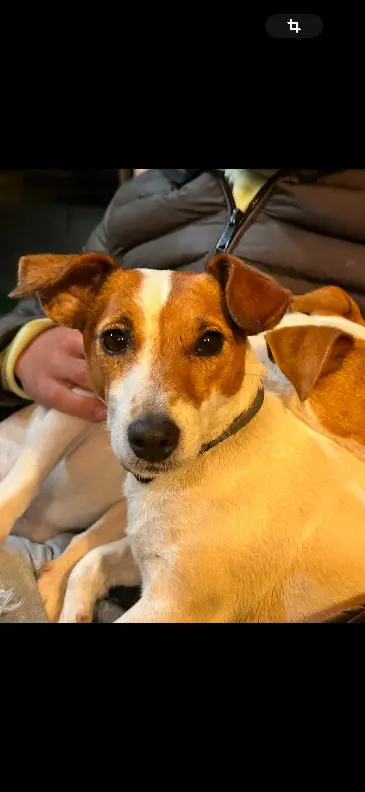 Chienne Perdue 33 Gironde - Pipa Chienne Perdue 33 Gironde - Pipa