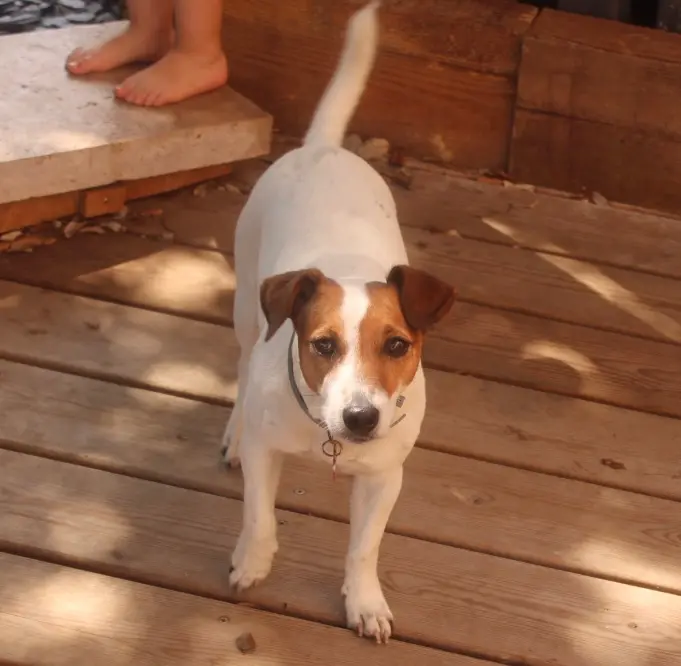 Chienne Perdue 33 Gironde - Pipa Chienne Perdue 33 Gironde - Pipa