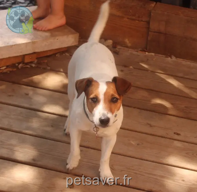 Chienne Perdue 33 Gironde - Pipa Chienne Perdue 33 Gironde - Pipa