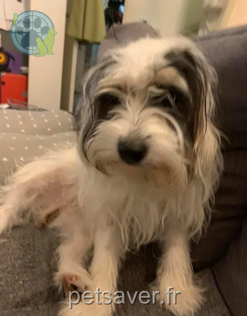 chienne lost   33610 Cestas Poupette