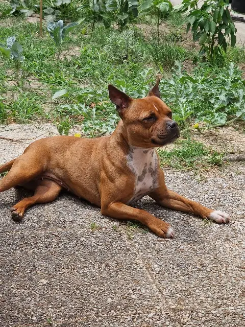 chienne lost   33240 Saint-André-de-Cubzac Punkie
