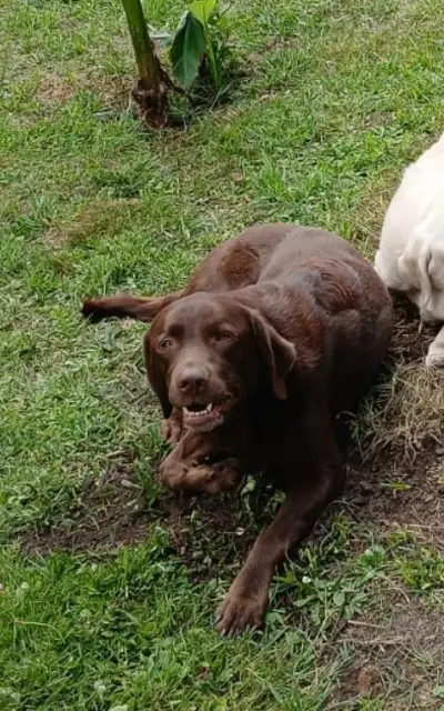 chienne lost   33160 Saint-Aubin-de-Médoc Pêche