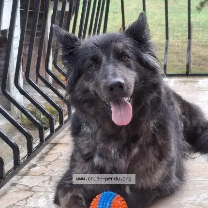 chienne lost   33370 Bonnetan Rebelle