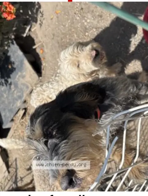 chienne lost   33390 Anglade Roumba