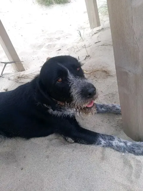 chienne lost   33500 Libourne Roumy