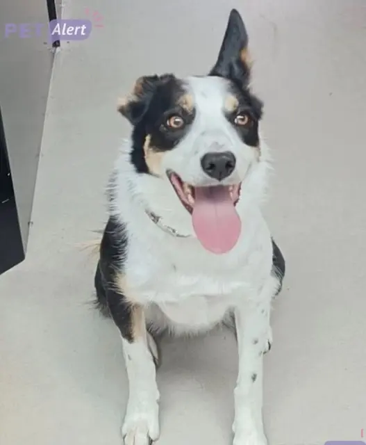 chienne lost   33140 Villenave-d'Ornon Ruby