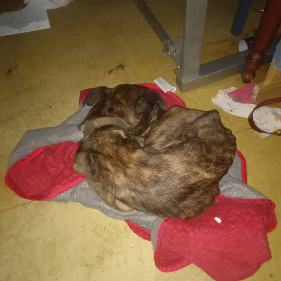 Chienne Perdue 33 Gironde - Ruby Chienne Perdue 33 Gironde - Ruby