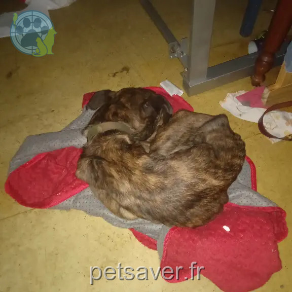 Chienne Perdue 33 Gironde - Ruby Chienne Perdue 33 Gironde - Ruby