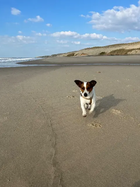 chienne lost   33590 Jau-Dignac-et-Loirac Rustine