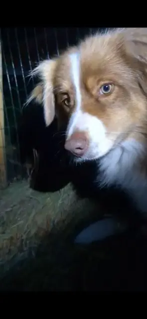 chienne lost   33120 Arcachon Shelby