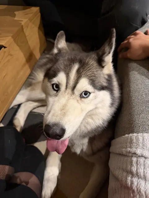 chienne lost   33410 Gabarnac Siana