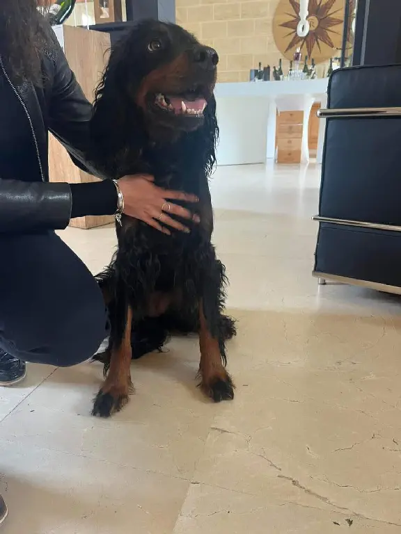 Chienne Perdue 33 Gironde - Swanne Chienne Perdue 33 Gironde - Swanne