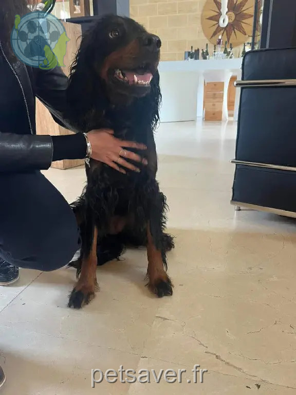 Chienne Perdue 33 Gironde - Swanne Chienne Perdue 33 Gironde - Swanne