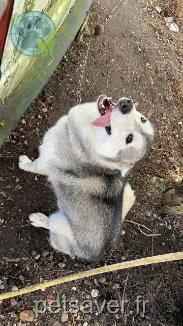 dog lost 33460 Arsac Talya dog lost 33460 Arsac Talya