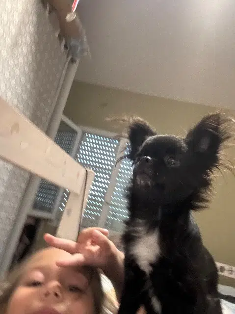 chienne lost   33420 Naujan-et-Postiac Tifofo