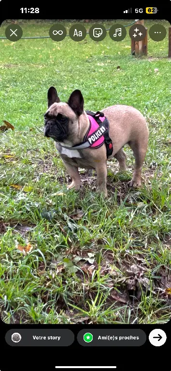 Chienne Perdue 33 Gironde Chienne Perdue 33 Gironde