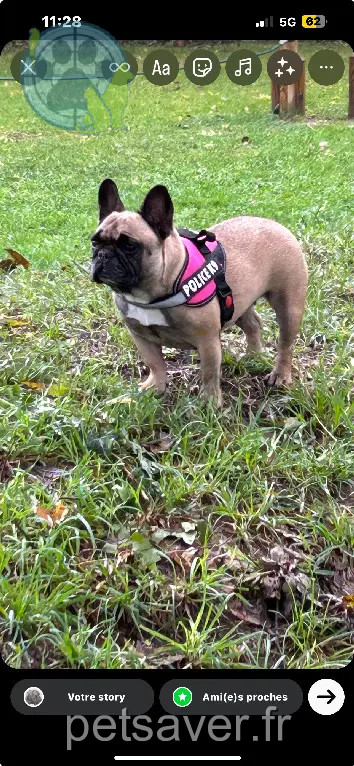 Chienne Perdue 33 Gironde Chienne Perdue 33 Gironde