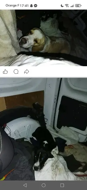 dog lost   33190 Fontet Toupie